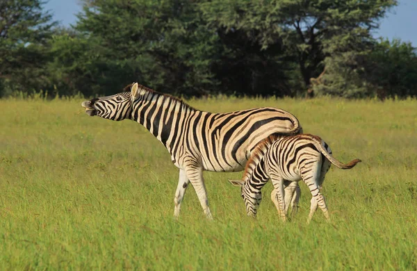 Burchells Zebra Fotograferad Hela Vildmarken Namibia Sydvästra Afrika Zebra Verkligen — Stockfoto