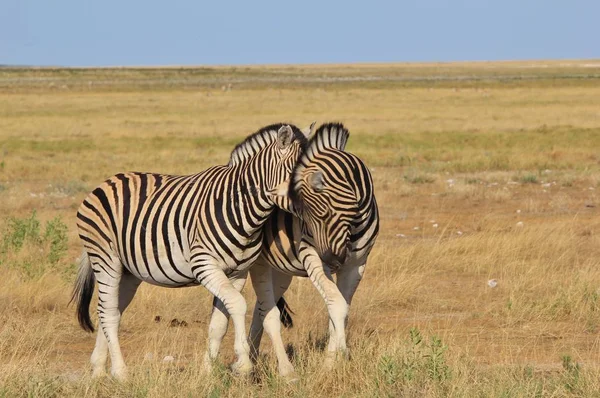 Zèbre Burchell Comme Photographié Dans Toutes Les Régions Sauvages Namibie — Photo