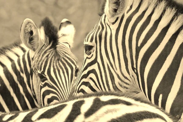 Zebra Burchell Como Fotografado Nas Selvas Completas Namíbia Sudoeste África — Fotografia de Stock