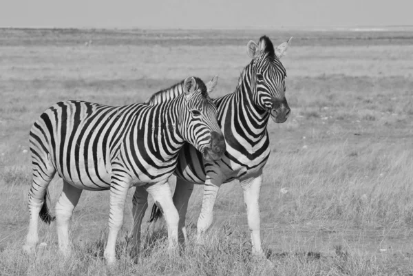 アフリカ南西部のナミビアの完全な野生で撮影されたバーチェルのシマウマ シマウマは本当に象徴的な動物で 個々のユニークなストライプ ライン パターンを持ち この哺乳類はすべての彼女の美しさの中で自然を表しています — ストック写真