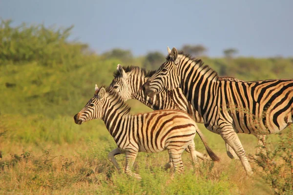 Cebra Burchell Fotografiada Las Tierras Salvajes Namibia Suroeste África Cebra — Foto de Stock