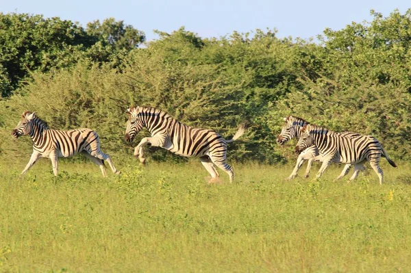Zebra Burchell Fotografata Nella Natura Selvaggia Della Namibia Nell Africa — Foto Stock
