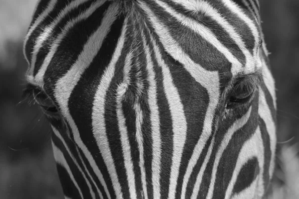 Cebra Burchell Fotografiada Las Tierras Salvajes Namibia Suroeste África Cebra — Foto de Stock