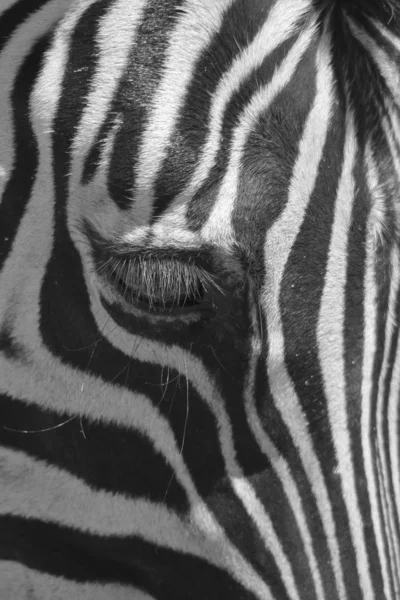 Burchell Zebra Fényképezett Teljes Wilds Namíbia Délnyugat Afrikában Zebra Egy — Stock Fotó