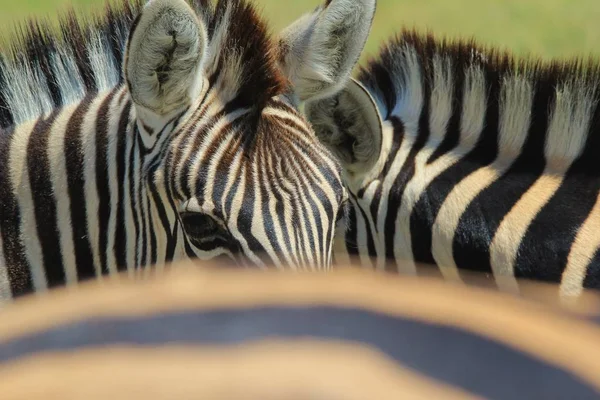 Zèbre Burchell Comme Photographié Dans Toutes Les Régions Sauvages Namibie — Photo