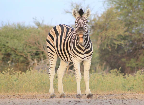 伯切尔的斑马 拍摄于非洲西南部纳米比亚的荒野 斑马是一个图标 这种动物有着独特而独特的条纹 代表了非洲的所有美丽 黑白是要走的路 自然之美 — 图库照片