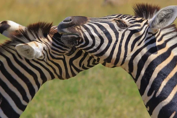 Zebra Burchell Fotografata Nella Natura Selvaggia Della Namibia Nell Africa — Foto Stock