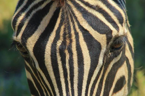 Zebra Burchell Fotografata Nella Natura Selvaggia Della Namibia Nell Africa — Foto Stock