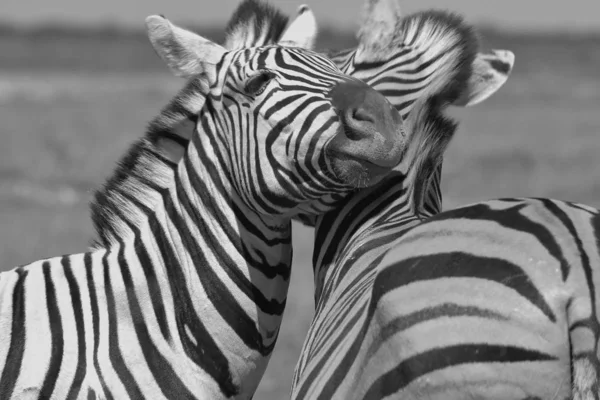 Cebra Burchell Fotografiada Las Tierras Salvajes Namibia Suroeste África Cebra — Foto de Stock