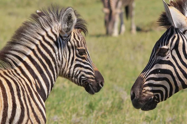 Zebra Burchell Fotografata Nella Natura Selvaggia Della Namibia Nell Africa — Foto Stock