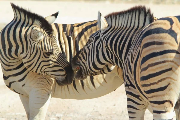 Zebra Burchell Fotografata Nella Natura Selvaggia Della Namibia Nell Africa — Foto Stock