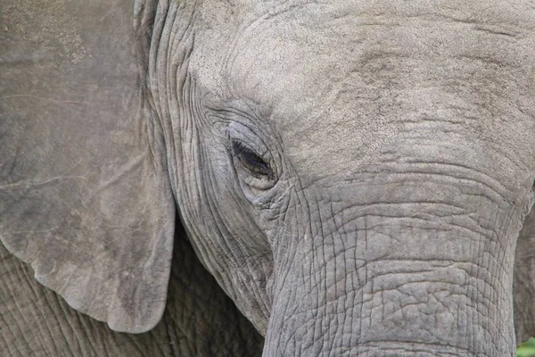 Afrikanischer Elefant Wie Der Gesamten Wildnis Von Namibia Südwestafrika Sehen — Stockfoto