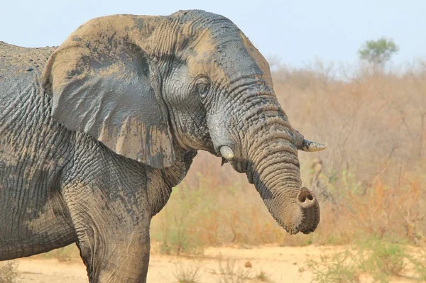 Afrika Fili Namibya Nın Tüm Vahşi Lerinde Görüldüğü Gibi Güneybatı — Stok fotoğraf