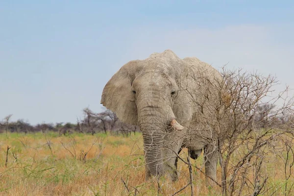 Afrika Fili Namibya Nın Tüm Vahşi Lerinde Görüldüğü Gibi Güneybatı — Stok fotoğraf