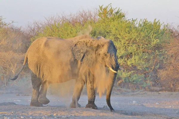 アフリカゾウは アフリカ南西部のナミビアの完全な野生に見られる 保護された国立公園に住んでいる これらの優雅で象徴的な動物は 世界最大の陸上哺乳類を表しています 愛情のケアと家族の絆 — ストック写真
