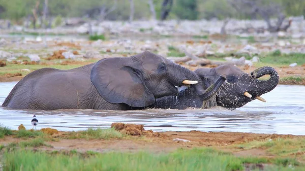 African Elephant, as seen in the complete wilds of Namibia, southwestern Africa.  Living in protected National Parks, these gracious and iconic animals represent the largest land mammal in the world.  Power, Strength, Loving care and Family bonds.