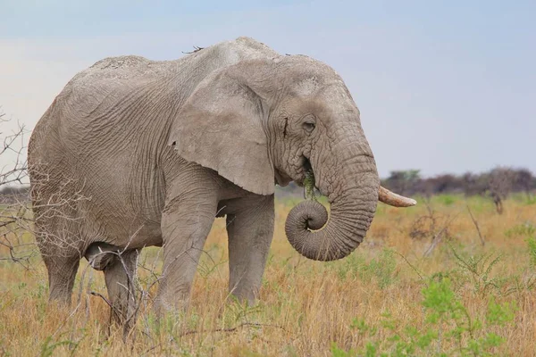 Afrikanischer Elefant Wie Der Gesamten Wildnis Von Namibia Südwestafrika Sehen — Stockfoto