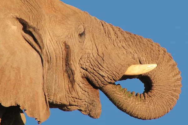 非洲大象 如在非洲西南部纳米比亚的完全荒野中所看到的 生活在受保护的国家公园 这些亲切和标志性的动物代表了世界上最大的陆地哺乳动物 关爱和家庭纽带 — 图库照片