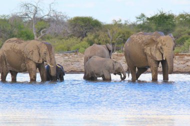 Afrika Fili, Namibya'nın tüm vahşi lerinde görüldüğü gibi, Güneybatı Afrika. Korunan Milli Parklarda yaşayan bu zarif ve ikonik hayvanlar dünyanın en büyük kara memelisini temsil ediyor. Güç, Güç, Sevgi dolu bakım ve Aile bağları.  