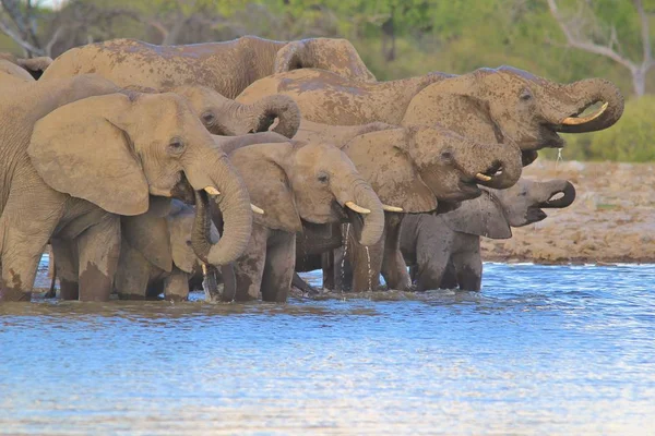 African Elephant Seen Complete Wilds Namibia Southwestern Africa Living Protected — Stock Photo, Image