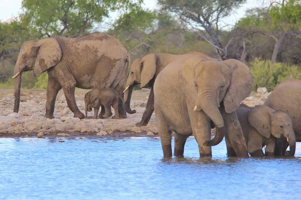 African Elephant, as seen in the complete wilds of Namibia, southwestern Africa.  Living in protected National Parks, these gracious and iconic animals represent the largest land mammal in the world.  Power, Strength, Loving care and Family bonds.