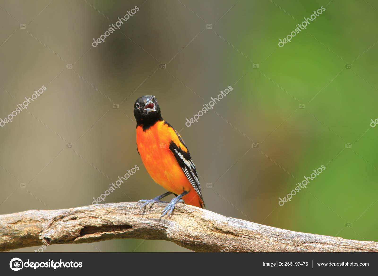 Male Baltimore Oriole Breeding Plumage Visits Bird Feeder Saint Louis
