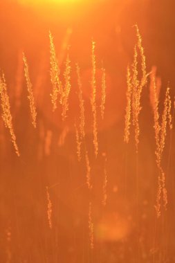 Altın sıcak günbatımı ışığına karşı çim siluet fotoğraf. Basit, henüz zarafet ve çim zarif detay ikonik. Gün batımı ve yaşam her zaman büyülü kalır.