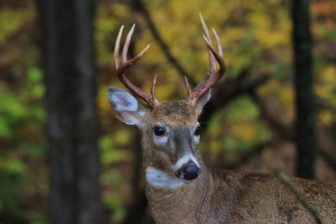 Beyaz kuyruklu geyik (buck) Saint Louis, Missouri, Usa 'da sonbahar sezonu olarak poz veriyor. Sivri boynuzları ve hayatta kalma içgüdüleriyle bu hayvan varlığının simgesidir. Renkli Doğa