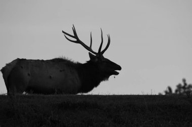 Bir Elk boğa rut sırasında fotoğraflandı, ya da miyelik sezonu, Saint Louis görüldüğü gibi, Missouri, ABD. Etkileyici boynuzları ile, bu muhteşem hayvan en az söylemek ikonik. Doğanın ganimet boğası