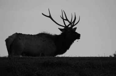 Bir Elk boğa rut sırasında fotoğraflandı, ya da miyelik sezonu, Saint Louis görüldüğü gibi, Missouri, ABD. Etkileyici boynuzları ile, bu muhteşem hayvan en az söylemek ikonik. Doğanın ganimet boğası
