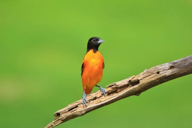 Üreme tüyleri bir erkek Baltimore Oriole Saint Louis, Missouri, ABD'de bir kuş besleyici ziyaret eder. Çarpıcı altın sarısı renklendirme ile, bu kuş doğada aşırı renkleri temsil eder. Güzel