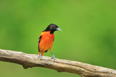 Üreme tüyleri bir erkek Baltimore Oriole Saint Louis, Missouri, ABD'de bir kuş besleyici ziyaret eder. Çarpıcı altın sarısı renklendirme ile, bu kuş doğada aşırı renkleri temsil eder. Güzel