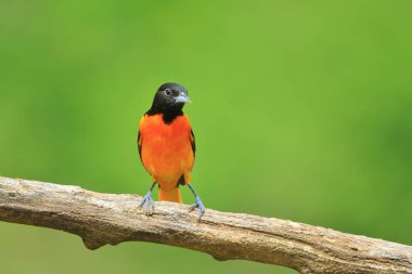 Üreme tüyleri bir erkek Baltimore Oriole Saint Louis, Missouri, ABD'de bir kuş besleyici ziyaret eder. Çarpıcı altın sarısı renklendirme ile, bu kuş doğada aşırı renkleri temsil eder. Güzel
