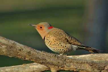 Bir Kuzey Flicker Woodpecker bir şube tünemiş pozlar, Saint Louis fotoğraflandı, Missouri, ABD. Canlı renklendirmeleri ve desenleri ile bu güzel kuş doğadaki renkleri sembolize eder..