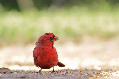 Üreme tüyleri bir Kuzey Kardinal erkek canlı kırmızı ve kırmızı renkli tüyler ilerler. Saint Louis, Missouri, ABD'de fotoğraflandı. Kardinal renkli bir tohum yiyen kuş