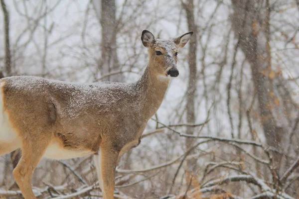 白尾鹿在雪地里搜寻食物 冬季是严酷的 降雪增加了求生的绝望 厚而厚的外套 温度不是主要的问题 — 图库照片