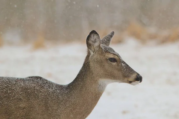 白尾鹿在雪地里搜寻食物 冬季是严酷的 降雪增加了求生的绝望 厚而厚的外套 温度不是主要的问题 — 图库照片