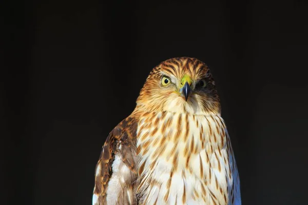 Een Jonge Cooper Hawk Poses Voor Een Fotografisch Schot Met — Stockfoto