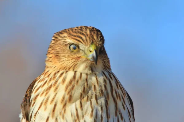 Een Jonge Cooper Hawk Poses Voor Een Fotografisch Schot Met — Stockfoto