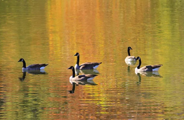 Gansos Canadenses Flutuam Nadam Graciosamente Através Lago Cor Dourada Quando — Fotografia de Stock
