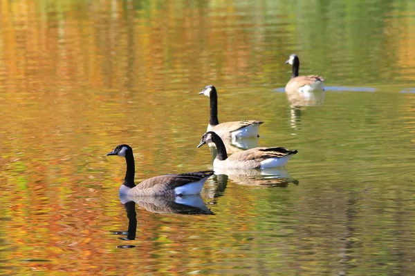 Canadian Geese Gracefully Float Swim Golden Colored Lake Fall Season — Stock Photo, Image