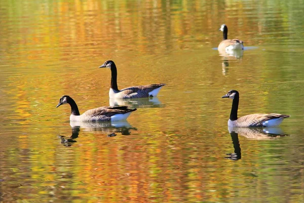 Gansos Canadenses Flutuam Nadam Graciosamente Através Lago Cor Dourada Quando — Fotografia de Stock