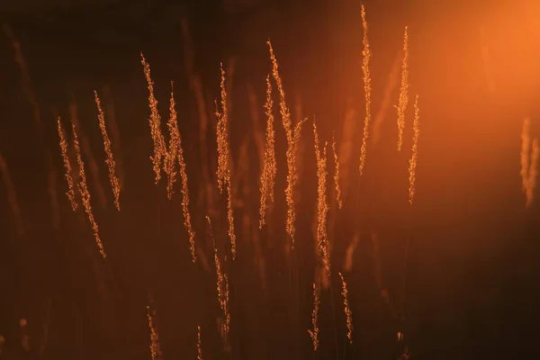 Fotografia Silhueta Grama Contra Uma Luz Quente Dourada Pôr Sol — Fotografia de Stock