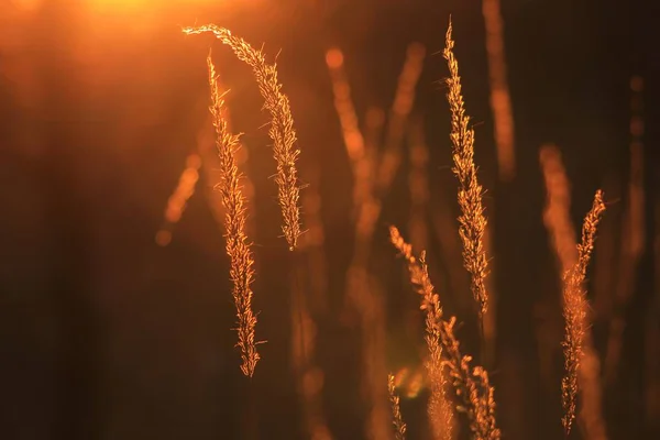 Silhouette photography of grass against a golden warm sunset light. Simplistic, yet iconic in grace and elegant detail of grass. Sunsets and Life are always magical in it\'s efforts to remain