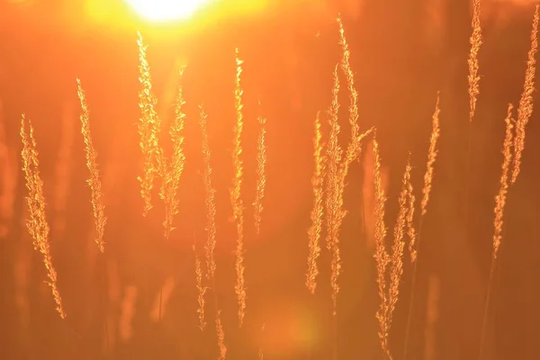 Fotografia Silhueta Grama Contra Uma Luz Quente Dourada Pôr Sol — Fotografia de Stock