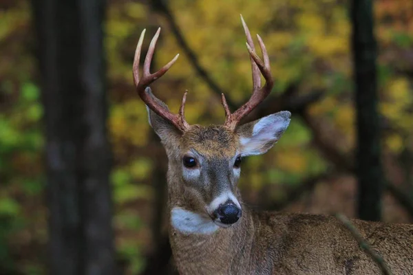 秋の季節としての白い尾の鹿 バック のポーズは 米国ミズーリ州セントルイスで手にしています 尖った角と生存本能を持つこの動物は その存在に象徴されています カラフルな自然 — ストック写真