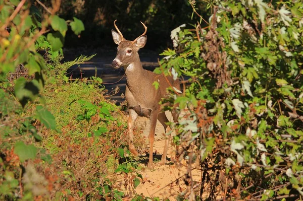 在密苏里州圣路易斯市的秋天来临之际 白尾鹿 摆出了姿势 拥有尖尖的鹿角和生存本能 这种动物在它的存在中具有标志性 多姿多彩的自然 — 图库照片