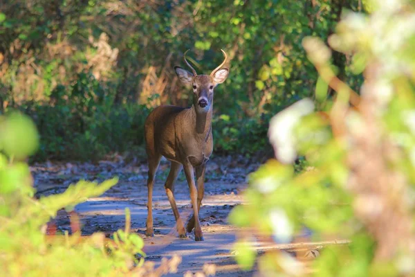 在密苏里州圣路易斯市的秋天来临之际 白尾鹿 摆出了姿势 拥有尖尖的鹿角和生存本能 这种动物在它的存在中具有标志性 多姿多彩的自然 — 图库照片