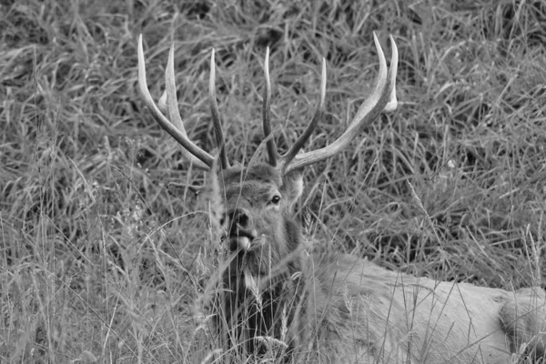 Taureau Wapiti Photographié Pendant Rut Saison Des Amours Comme Voit — Photo