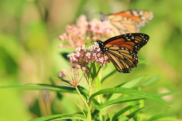 Monarch Butterfly Visits Various Wild Flowers Sucking Precious Nectar Sweet — Stock Photo, Image
